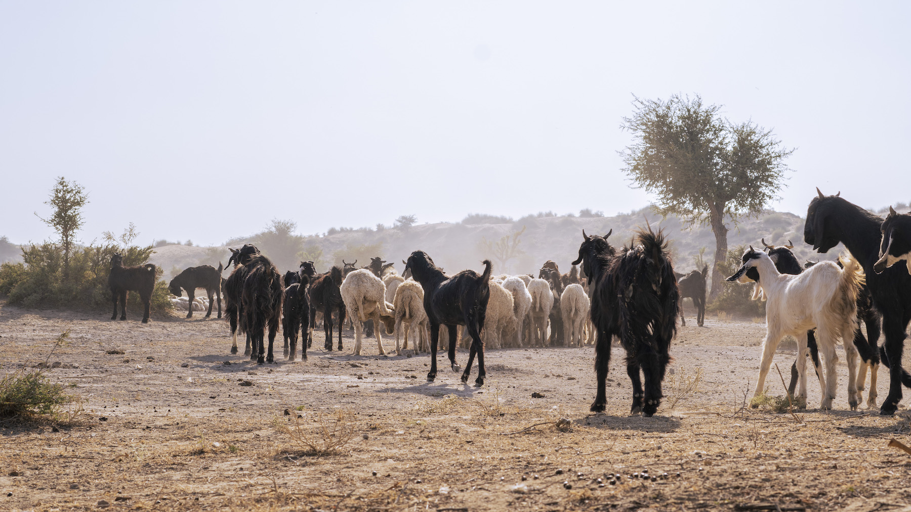 To develop sustainable livelihood mechanisms for pastoralists, herders, and weavers- Bajaj Finserve Active Bajaj Finserve Active